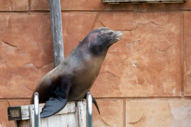 Close up of a California sea lion (zalophus californianus) performing in a sea lion show