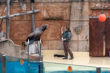 Bewdley.Worcestershire.United Kingdom.May 31st 2022.A California sea lion (zalophus californianus) is performing in a sea lion show at West Midland Safari Zoo