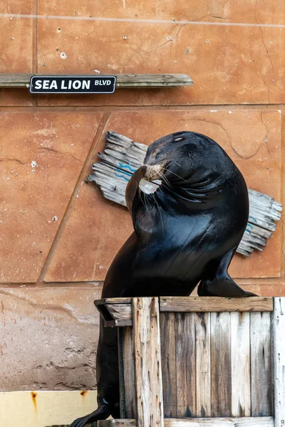 stock image Close up of a California sea lion (zalophus californianus) performing in a sea lion show