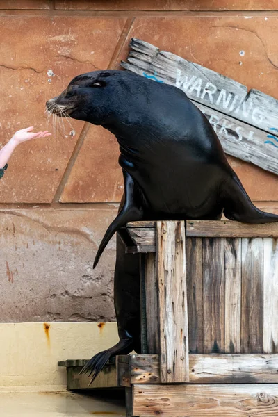 Kaliforniya deniz aslanının (zalophus californianus) kapanışı bir deniz aslanı gösterisinde