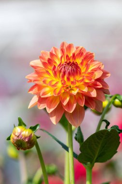 Close up of an orange dahlia flower in bloom