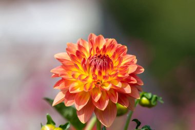 Close up of an orange dahlia flower in bloom