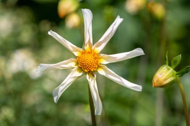 Çiçek açmış Honka Dahlia çiçeğine yaklaş.