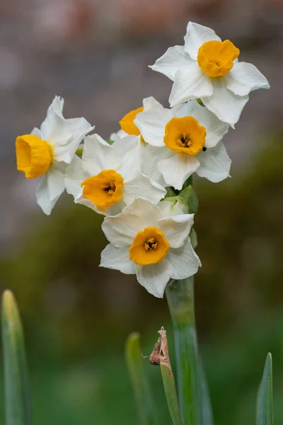 Detailní Záběr Rozkvetlých Bílých Narcisů — Stock fotografie