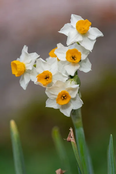 Close White Daffodils Narcissus Bloom — Stock Photo, Image