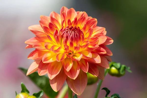 Gros Plan Une Fleur Dahlia Orange Fleur — Photo