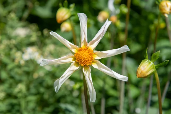 Close Honka Dahlia Flower Bloom — Stock Photo, Image