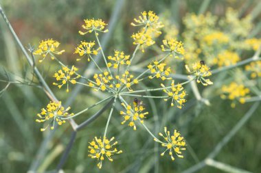 Çiçekler çiçek açmış rezene (foeniculum vulgare)