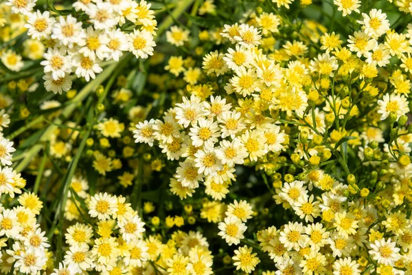 Flores Matricaria Tanacetum Parthenium Flor — Foto de Stock