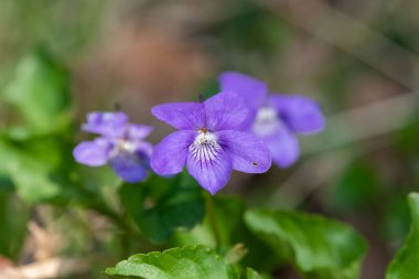 İngiliz menekşelerinin Macro görüntüsü (çiçek açan viyola kokusu)