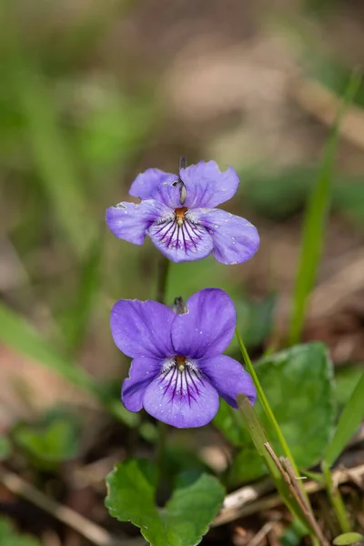 Macro Shot English Violets Viola Odorata Flower Bloom — Stock Photo, Image