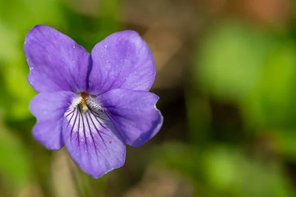 stock image Macro shot of an English violet (viola odorata) flower in bloom