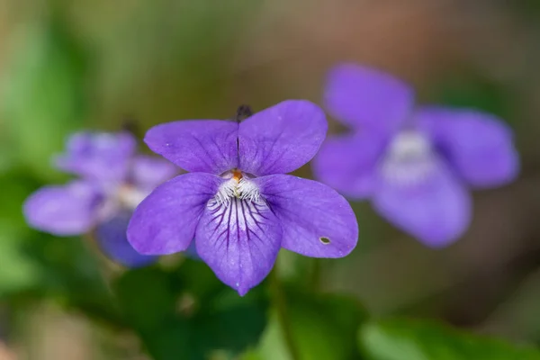 Macro Shot Violetas Inglesas Viola Odorata Flor Flor — Foto de Stock