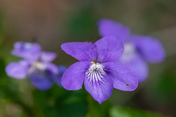 Makro Shot Angielskich Fiołków Viola Odorata Kwiat Rozkwicie — Zdjęcie stockowe