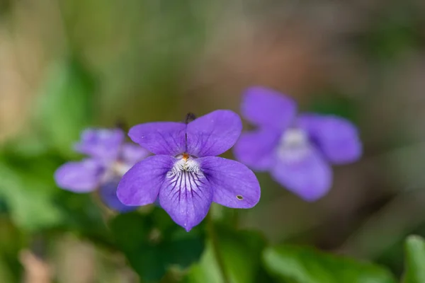 Foto Makro Dari Violet Inggris Viola Odorata Bunga Yang Mekar — Stok Foto