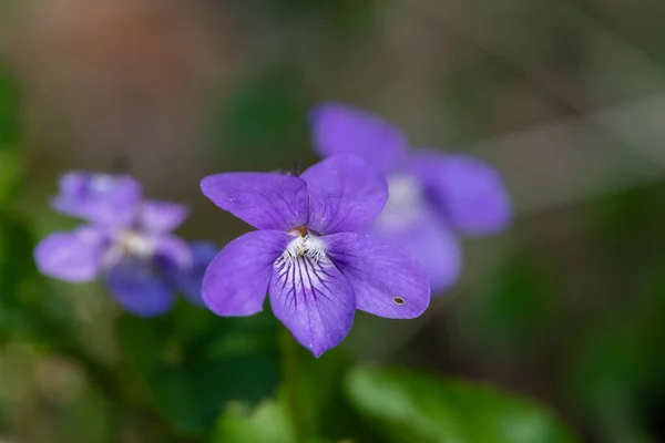 英式紫罗兰 Viola Odorata 花朵盛开 — 图库照片