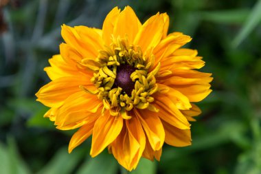 Portakallı bir zinyanın kapanışı (zinnia elegans)