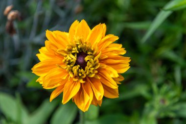 Portakallı bir zinyanın kapanışı (zinnia elegans)