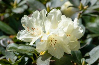 Açan beyaz Rhododendron çiçeklerini kapat