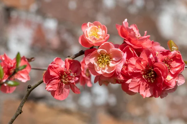 Çiçek açmış bir ayva ağacının üzerindeki pembe çiçekleri kapat.