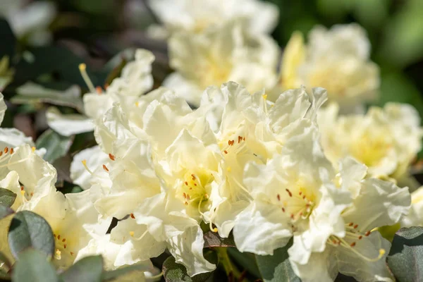 Närbild Vita Rhododendron Blommor Blom — Stockfoto