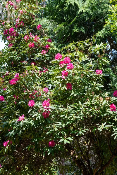 Close Pink Rhododendron Flowers Bloom — Φωτογραφία Αρχείου