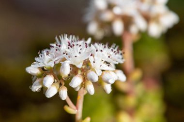 Çiçeklerin açtığı beyaz taşrop (sedum albümü) çiçeklerini kapat