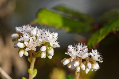 Çiçeklerin açtığı beyaz taşrop (sedum albümü) çiçeklerini kapat