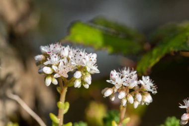 Çiçeklerin açtığı beyaz taşrop (sedum albümü) çiçeklerini kapat