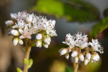 Çiçeklerin açtığı beyaz taşrop (sedum albümü) çiçeklerini kapat