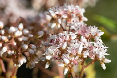 Çiçeklerin açtığı beyaz taşrop (sedum albümü) çiçeklerini kapat