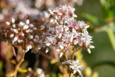 Çiçeklerin açtığı beyaz taşrop (sedum albümü) çiçeklerini kapat