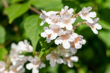 Çiçek açan güzel çalılara (linnaea amabilis) yakın plan