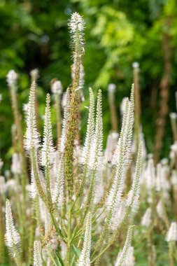Culvers kökünün (veronicastrum virginicum) çiçekleri çiçek açarken kapat