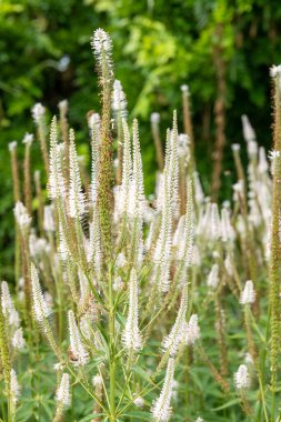 Culvers kökünün (veronicastrum virginicum) çiçekleri çiçek açarken kapat