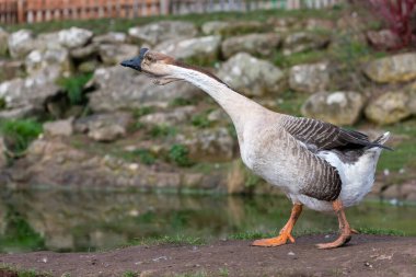 Çin kazı portresi (anser cygnoides domesticus)