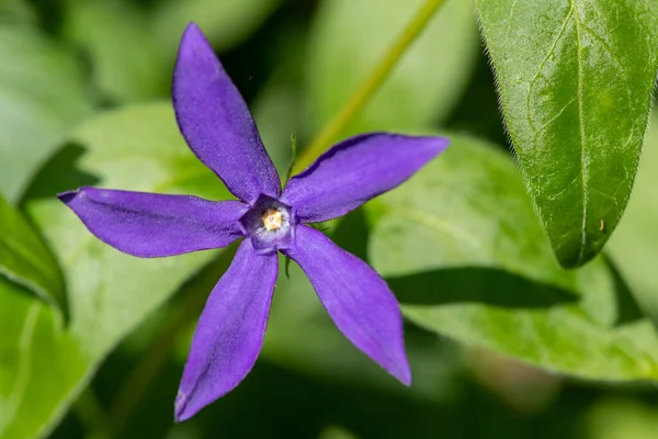 stock image Macro shot of a periwinkle flower in bloom