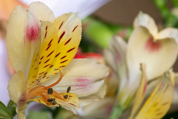 Zbliżenie Żółtych Lilii Peruwiańskich Alstroemeria Rozkwicie — Zdjęcie stockowe