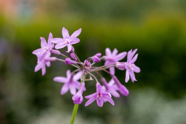 Toplum sarımsağının (tulbaghia ihlali) çiçekleri çiçek açarken kapat