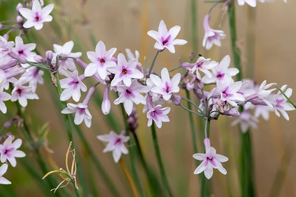 Close Society Garlic Tulbaghia Violacea Flowers Bloom — Stock Photo, Image