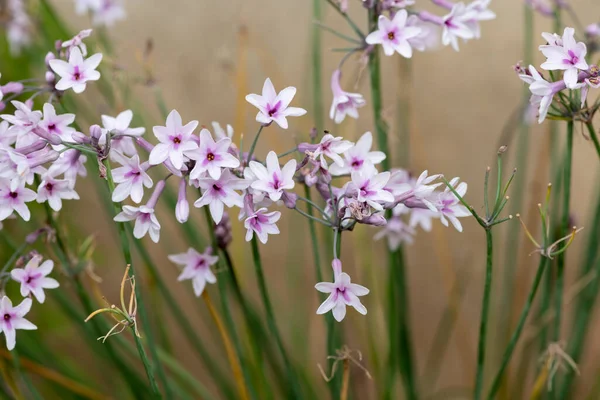 Nahaufnahme Der Gesellschaft Knoblauch Tulbaghia Violacea Blumen Blüte — Stockfoto