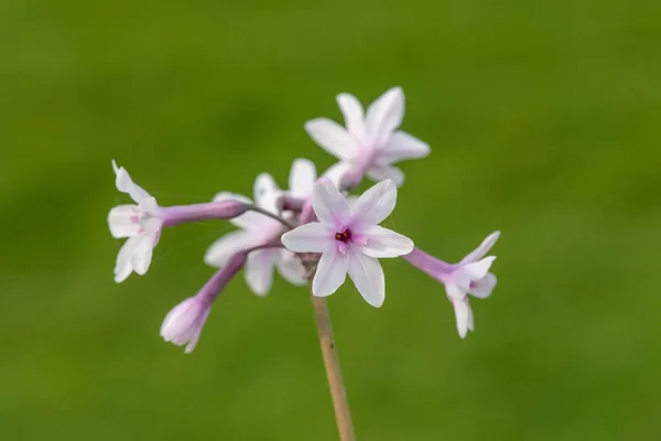 Закрыть Цветки Чеснока Tulbaghia Violacea — стоковое фото
