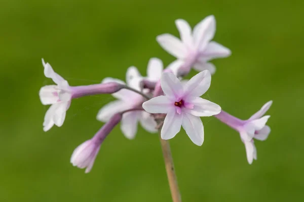 Закрыть Цветки Чеснока Tulbaghia Violacea — стоковое фото