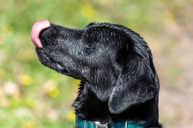 Islak, siyah bir Labrador 'un dilini dışarı çıkarırken kafasından vurulmuş.