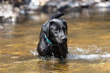 Nehirde duran siyah bir Labrador portresi
