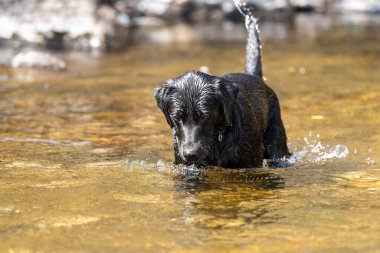 Nehirde duran siyah bir Labrador portresi