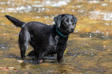 Nehirde duran siyah bir Labrador portresi