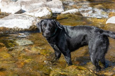 Nehirde duran siyah bir Labrador portresi