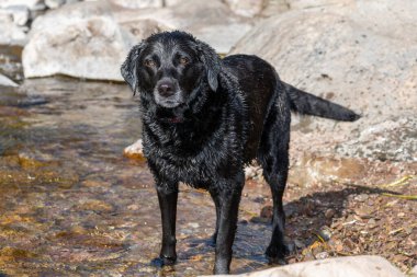 Nehir kıyısında duran yaşlı bir siyah labrador portresi