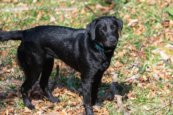 Portrait Labrador Noir Mouillé — Photo